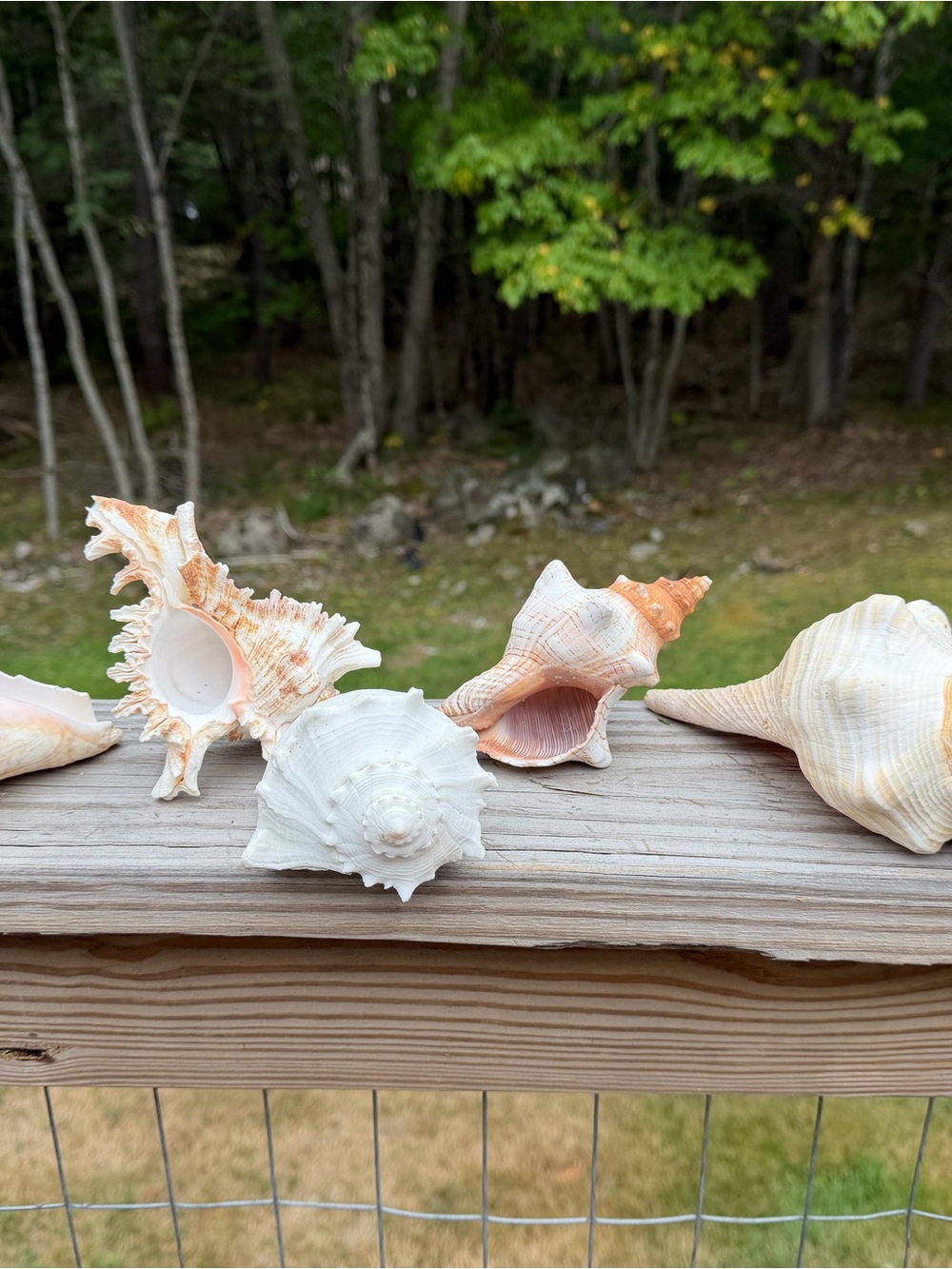 5 Large SeaShells | 🐚 Read Description - Picture 12 of 13